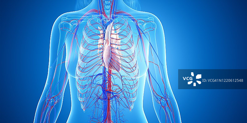 人类的心,说明图片素材