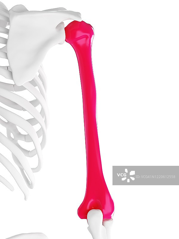 肱骨图示图片素材