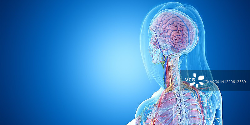 头部解剖结构图图片素材
