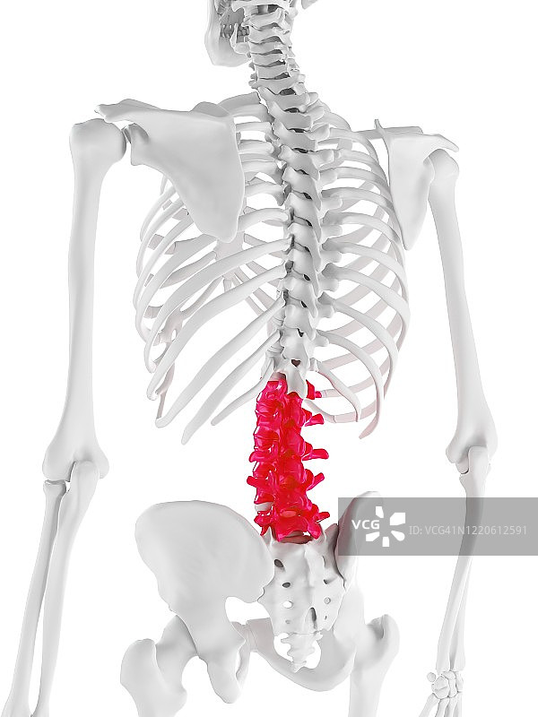 腰椎插图图片素材