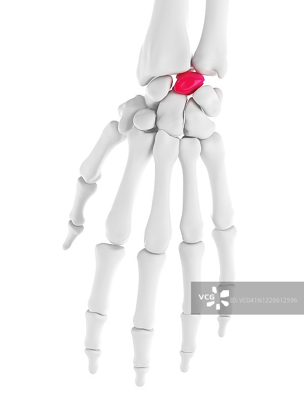 新月形插图图片素材