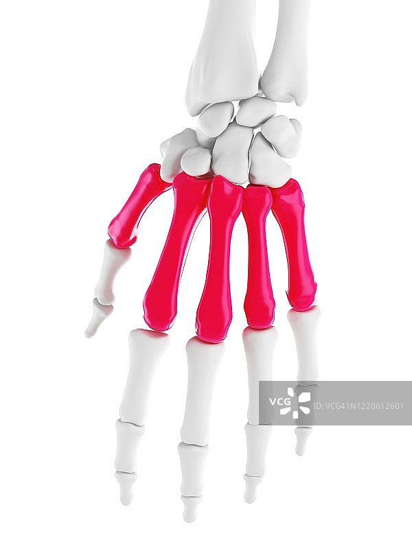 掌骨插图图片素材