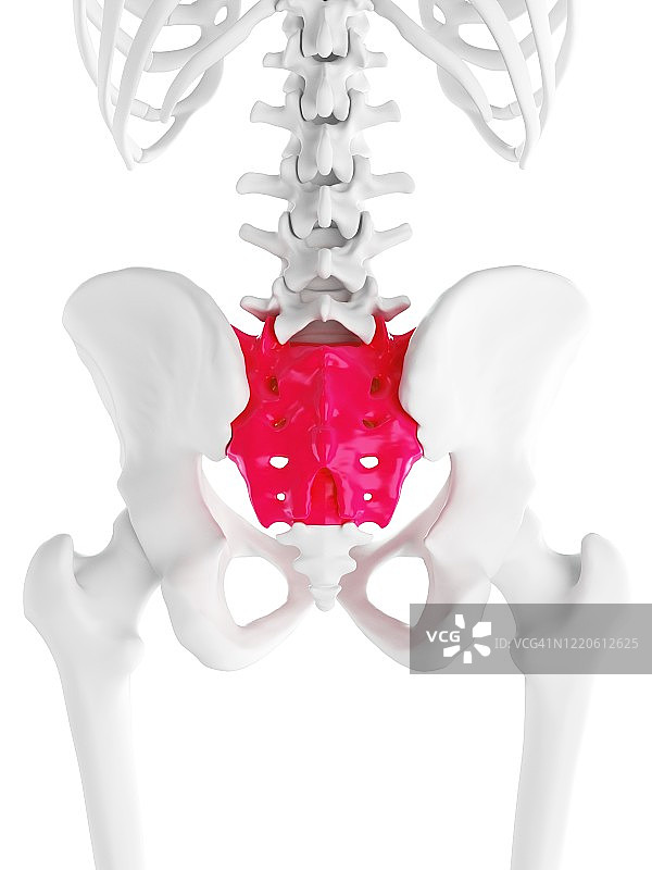 骶骨插图图片素材