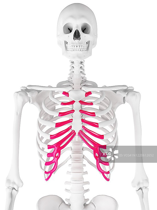 胸软骨插图图片素材