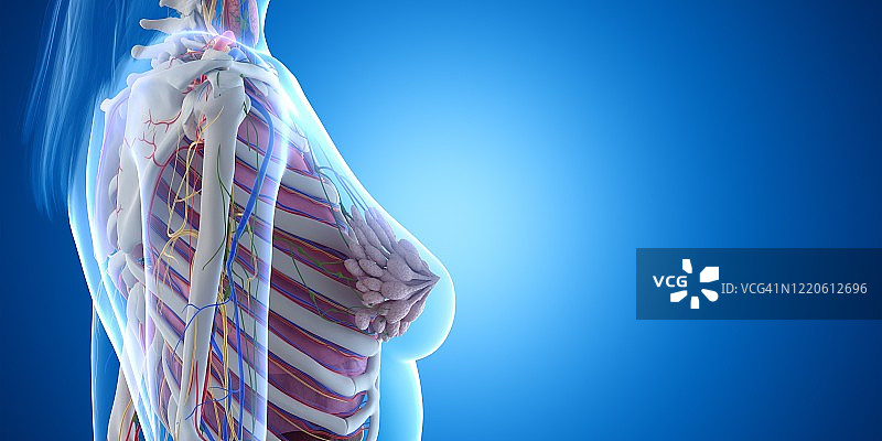 胸腔解剖结构图图片素材