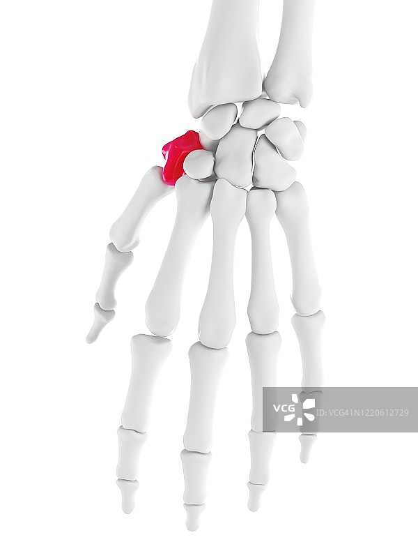 大多角骨插图图片素材