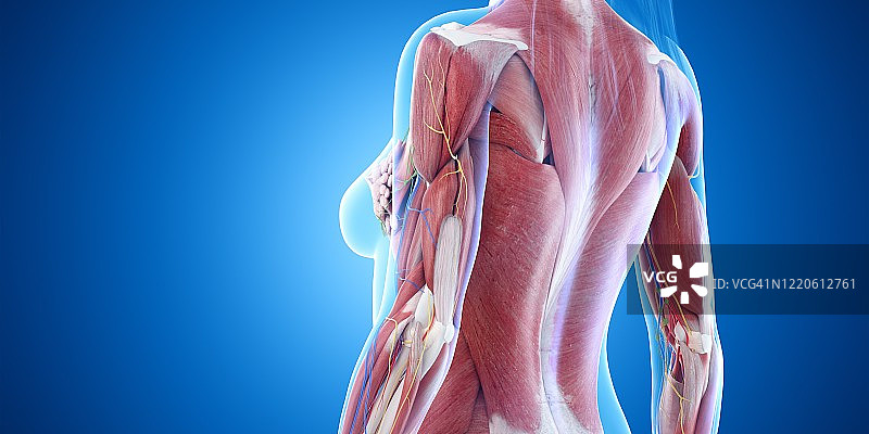 上半身肌肉插画图片素材