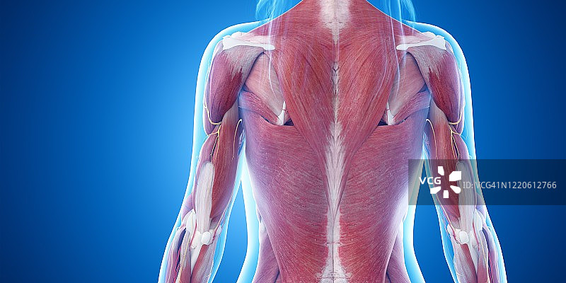 上半身肌肉插画图片素材