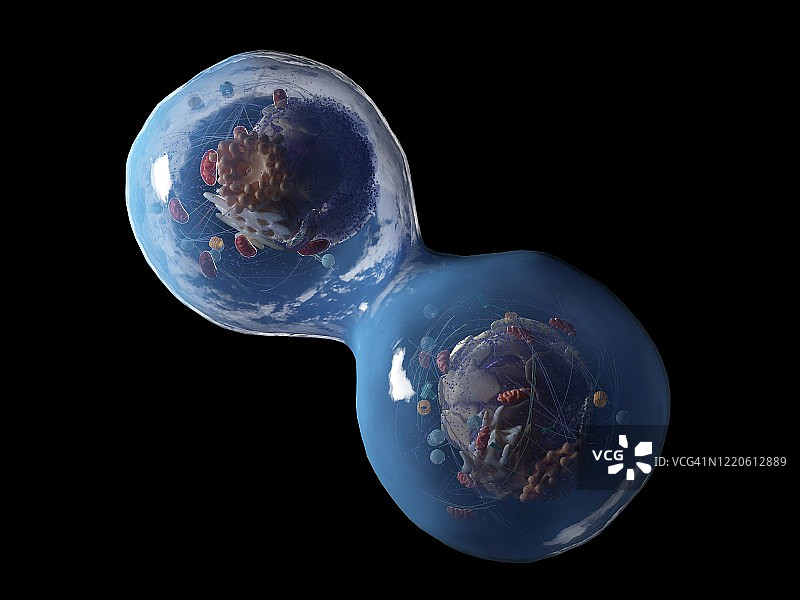 人体细胞分裂示意图图片素材