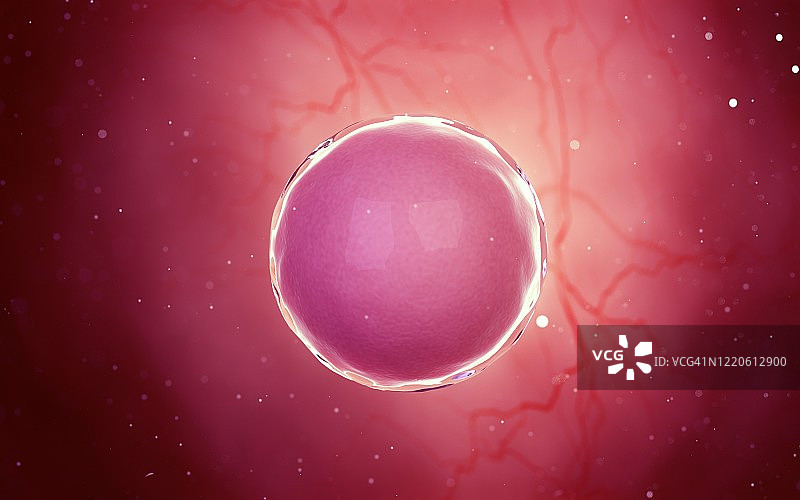 受精卵细胞，图示图片素材