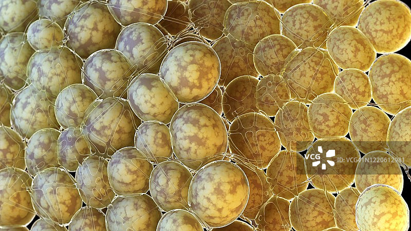 人体脂肪细胞，图示图片素材