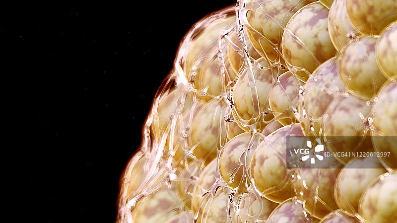 人体脂肪细胞，图示图片素材