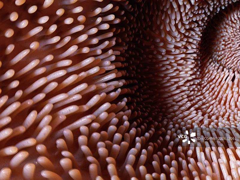 肠绒毛，图示图片素材