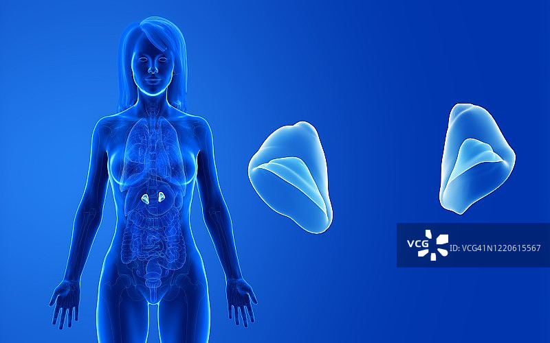 女性肾上腺插图图片素材