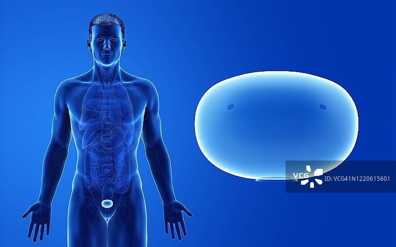 男性膀胱插图图片素材
