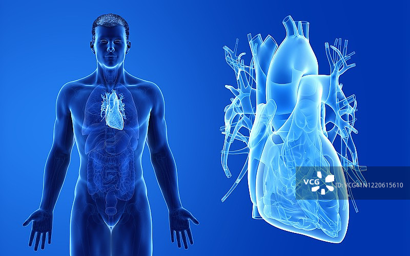 男性心脏，图示图片素材
