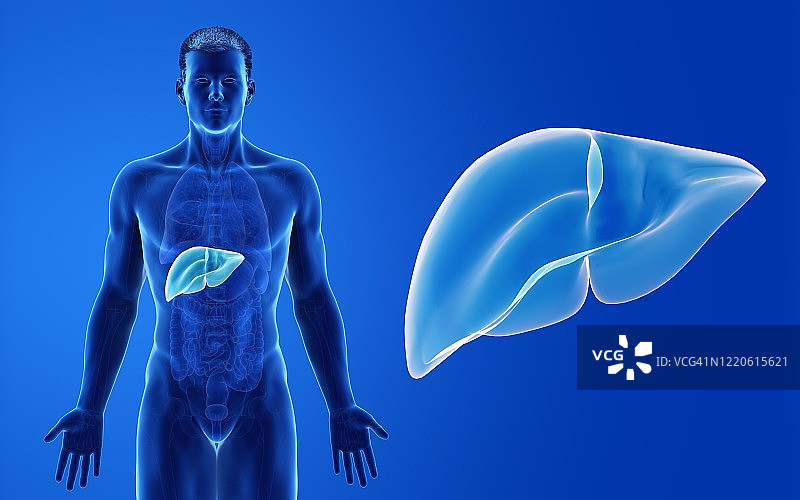 男性肝脏插图图片素材
