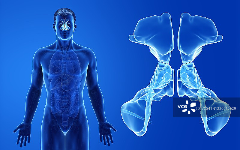 男性鼻窦示意图图片素材