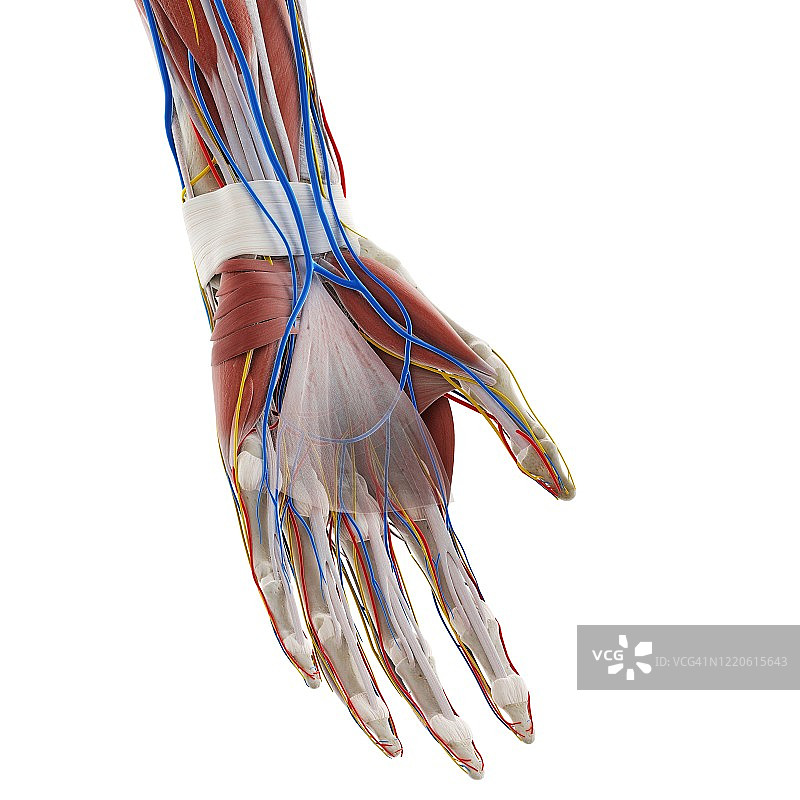 手部解剖结构图图片素材