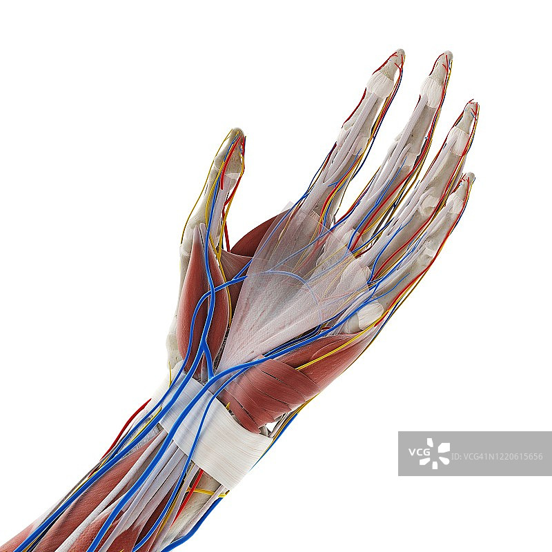 手部解剖结构图图片素材