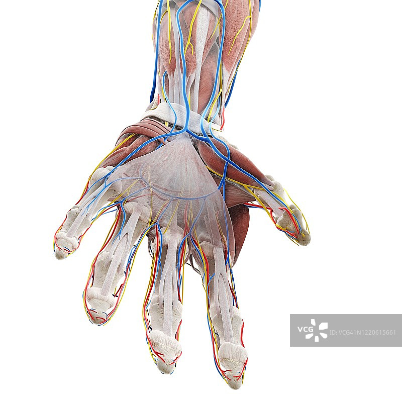 手部解剖结构图图片素材