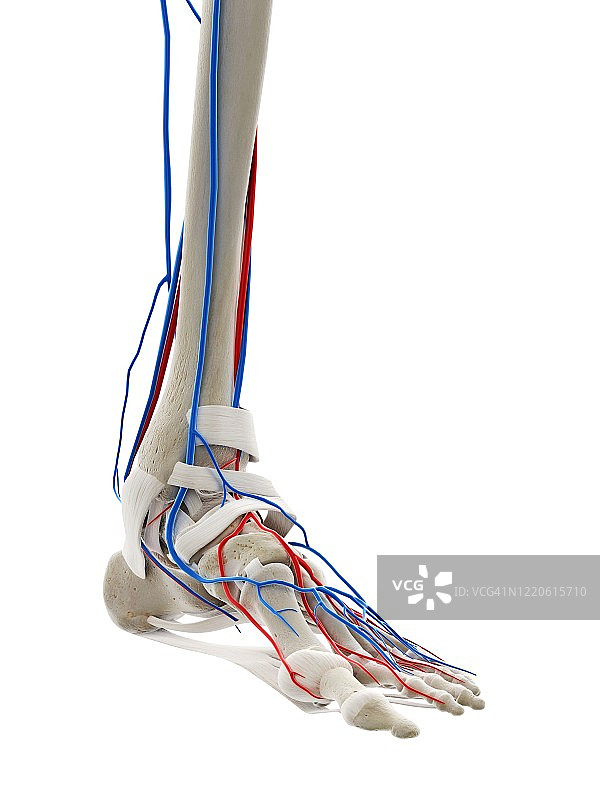 足部血管，图示图片素材