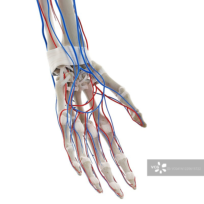 手部血管图图片素材