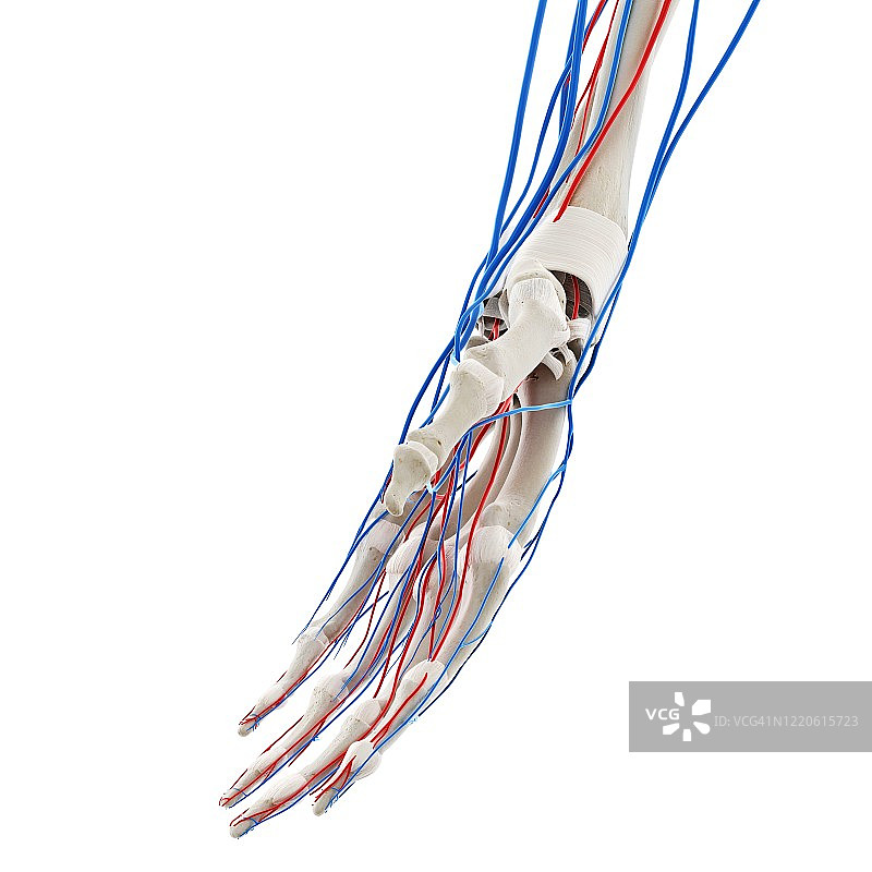 手部血管图图片素材