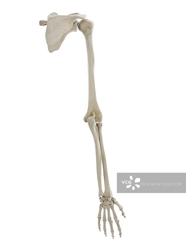 手臂骨骼图图片素材