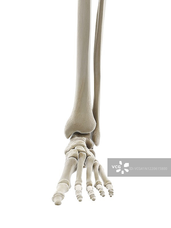 足部骨骼插图图片素材