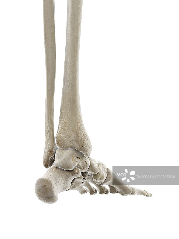 足部骨骼插图图片素材