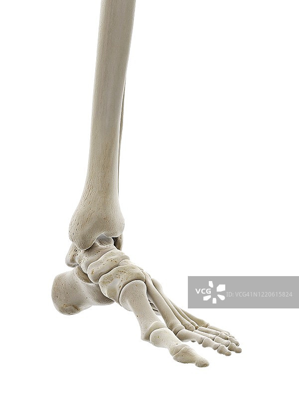 足部骨骼插图图片素材