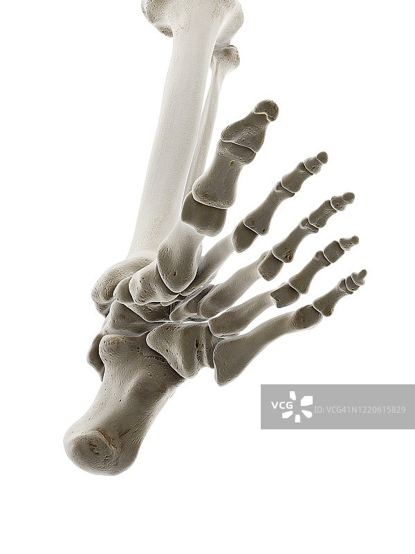 足部骨骼插图图片素材