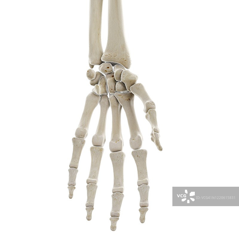 手部骨骼插画图片素材