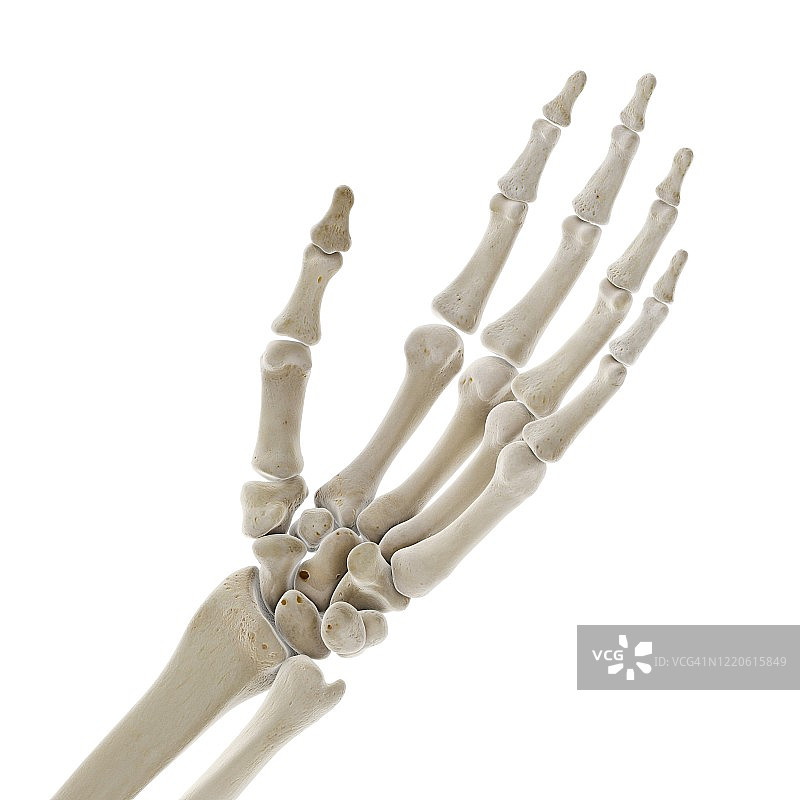手部骨骼插画图片素材