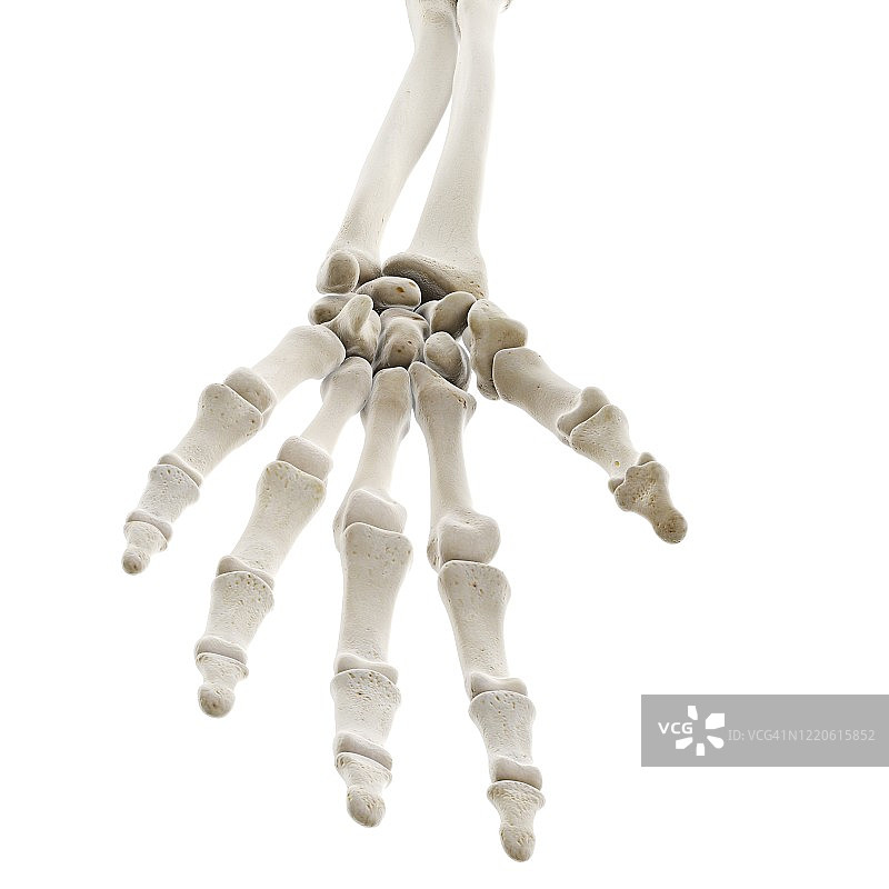 手部骨骼插画图片素材