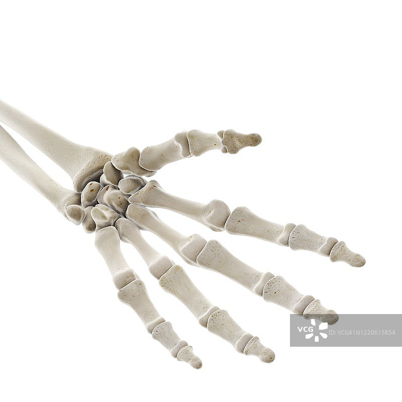 手部骨骼插画图片素材