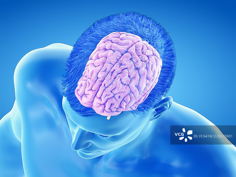 大脑皮层结构示意图图片素材