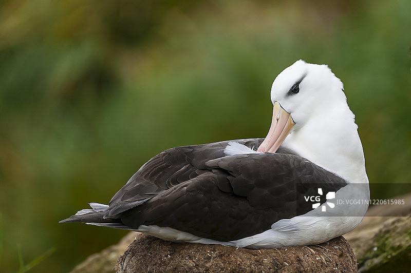 黑眉信天翁图片素材