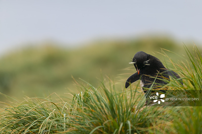 凤头黄眉企鹅图片素材