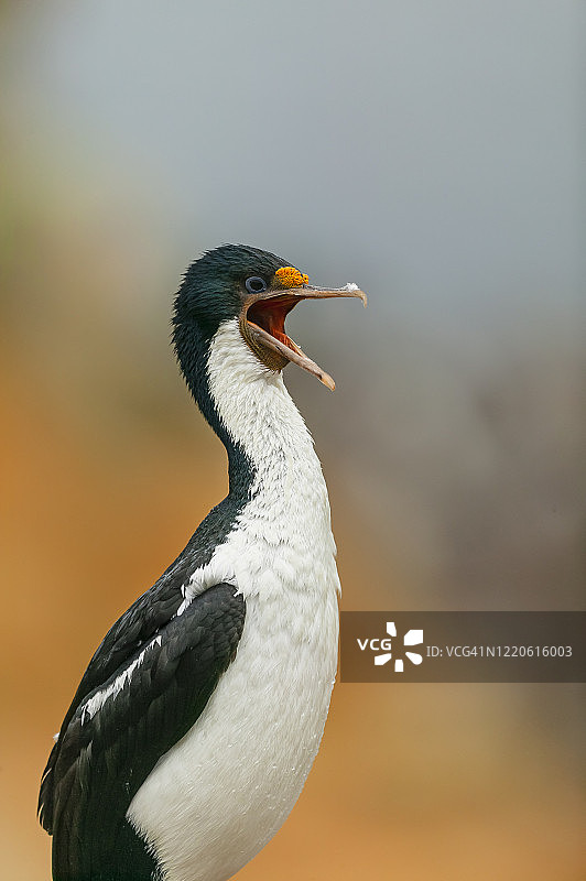 帝王鸬鹚或国王海鸦图片素材
