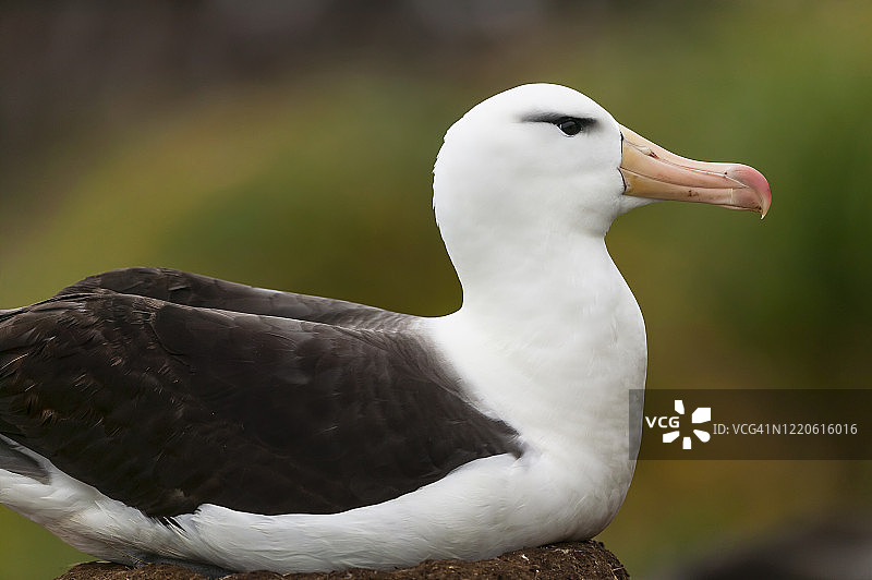 黑眉信天翁图片素材