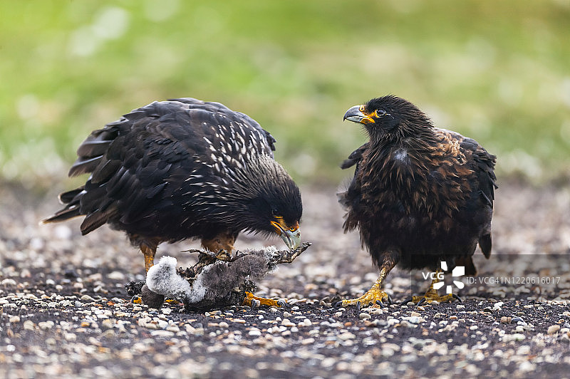 南美卡拉鹰图片素材