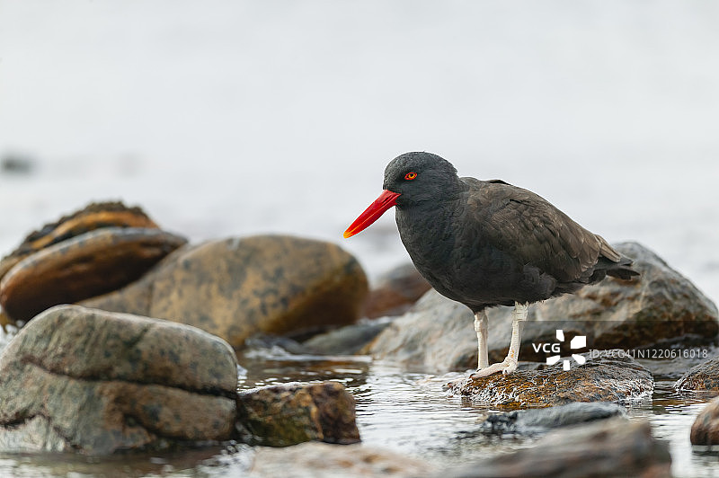 暗色蛎鹬图片素材