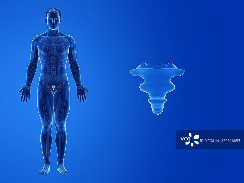 人类尾骨插图图片素材
