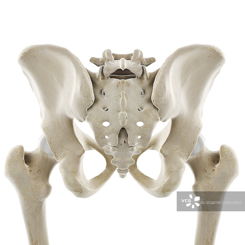 臀部插画图片素材