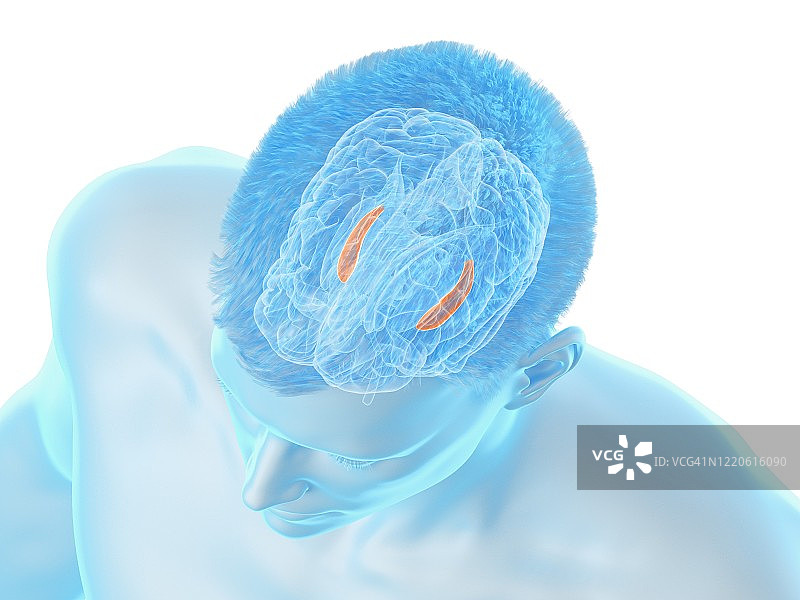 大脑海马体结构图图片素材