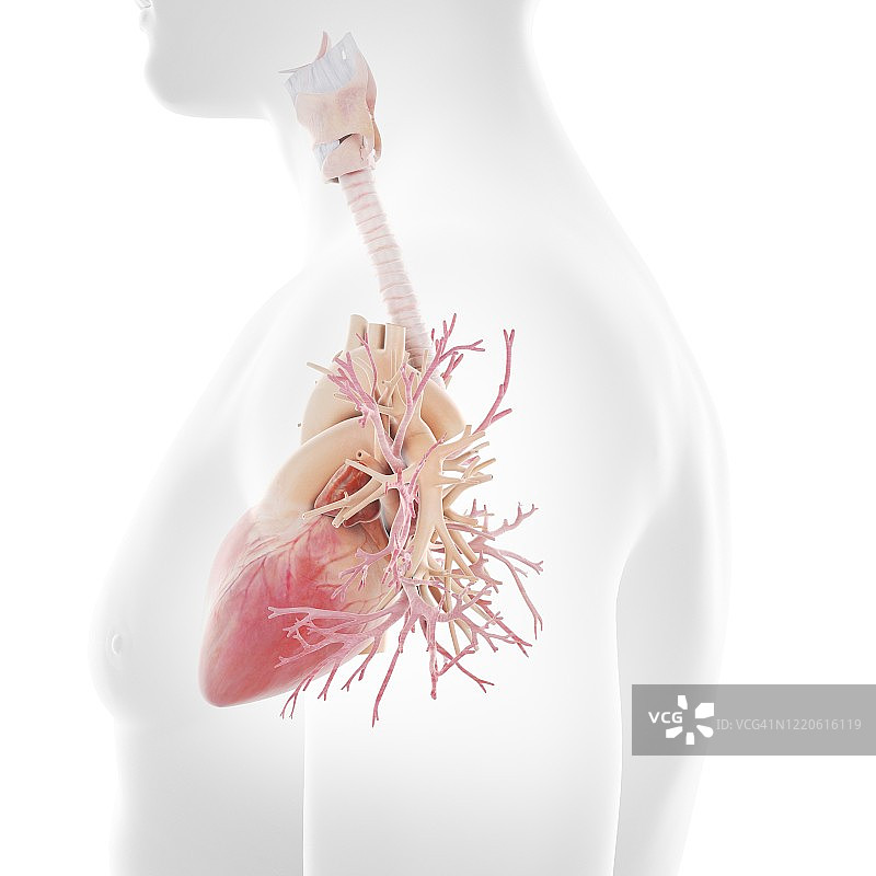 人体支气管和心脏插图图片素材