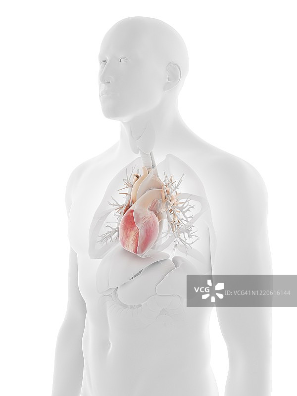 人类的心,说明图片素材