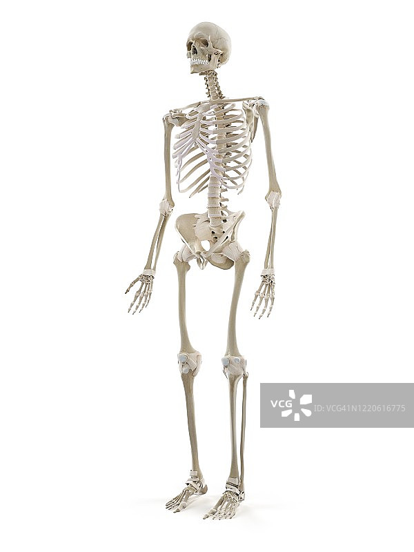 人类的骨骼,插图图片素材